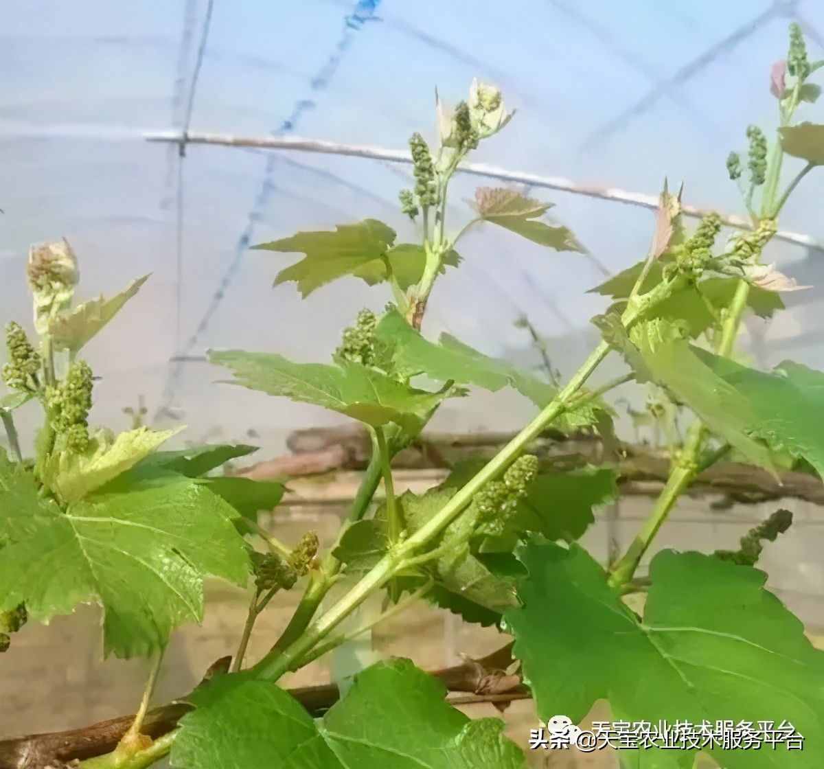 种好阳光玫瑰这些关键技术得知道