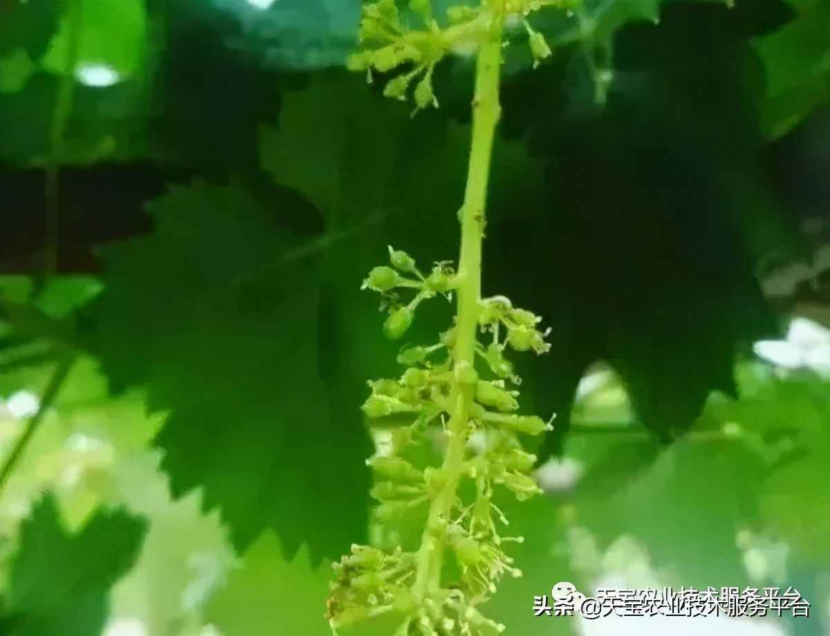 种好阳光玫瑰这些关键技术得知道