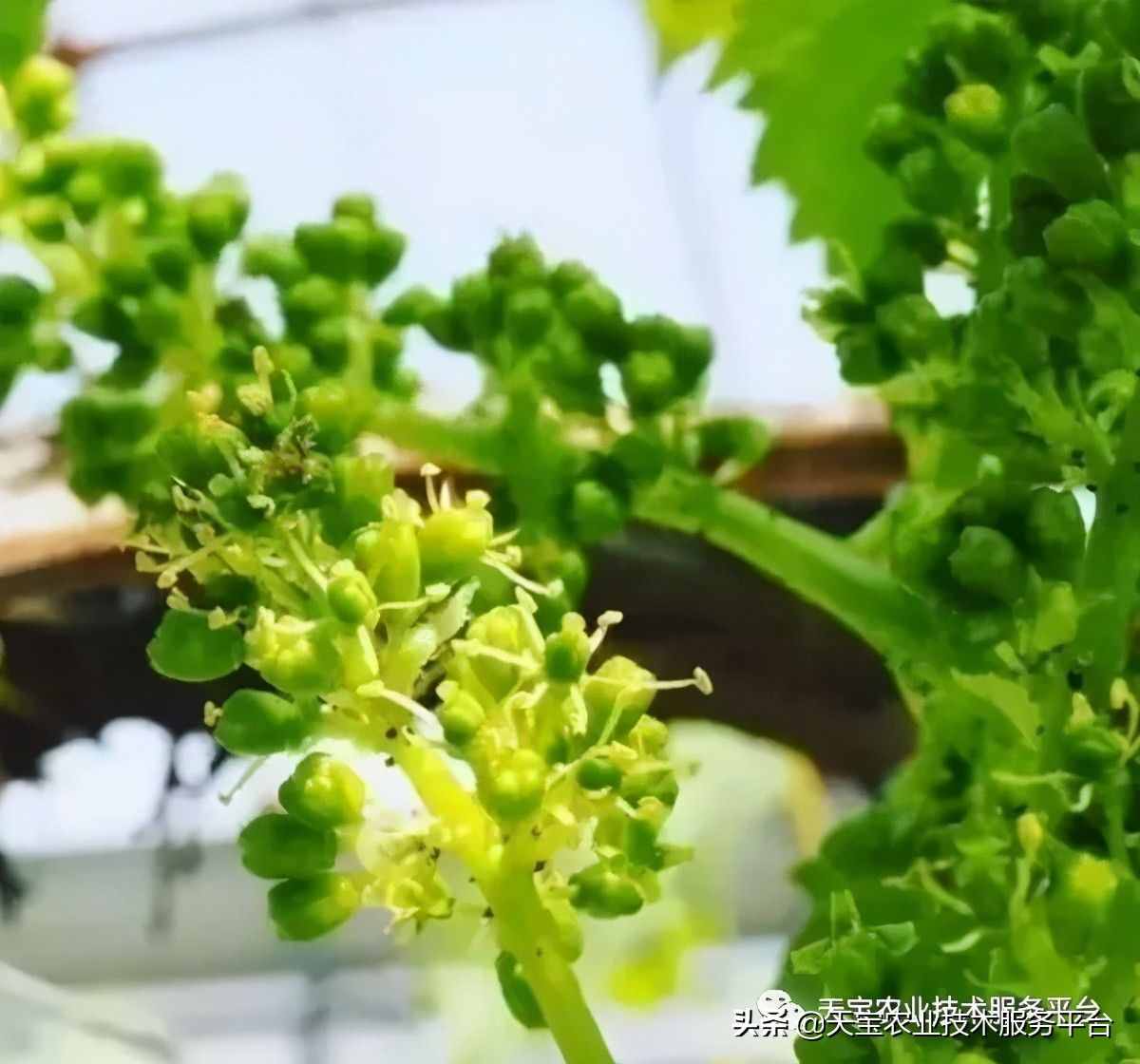 种好阳光玫瑰这些关键技术得知道