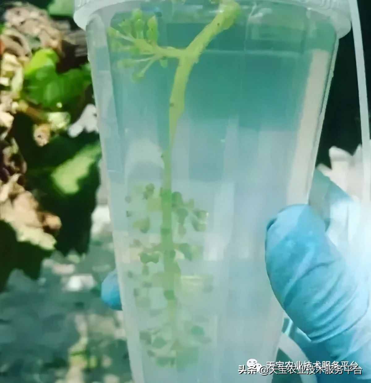 种好阳光玫瑰这些关键技术得知道