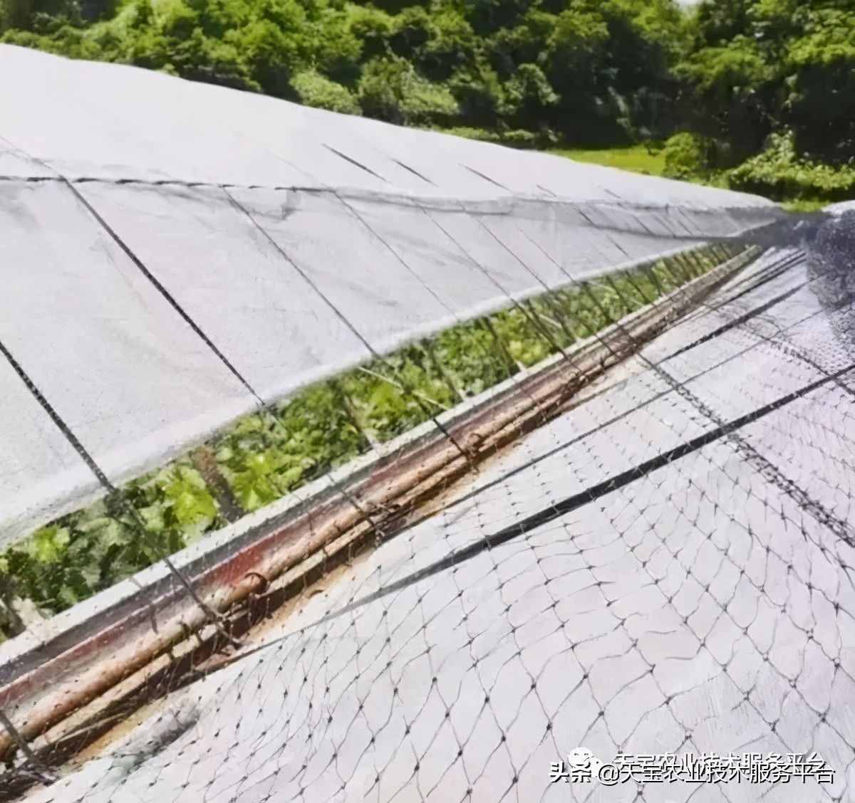 种好阳光玫瑰这些关键技术得知道
