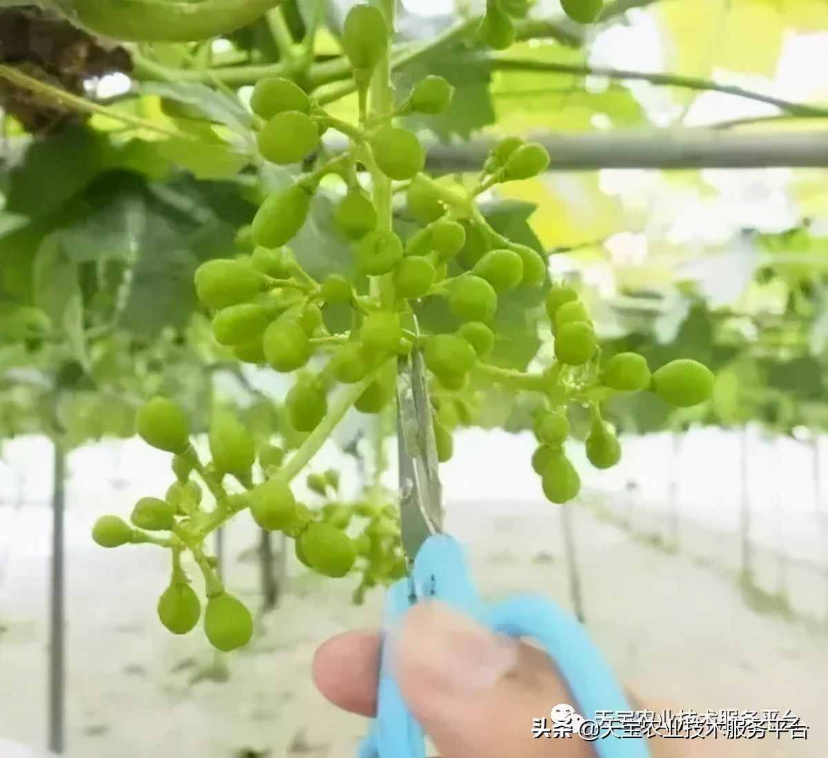 种好阳光玫瑰这些关键技术得知道