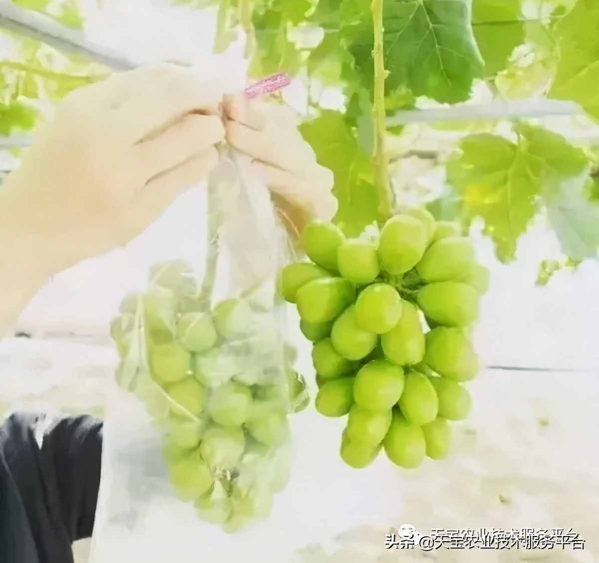 种好阳光玫瑰这些关键技术得知道