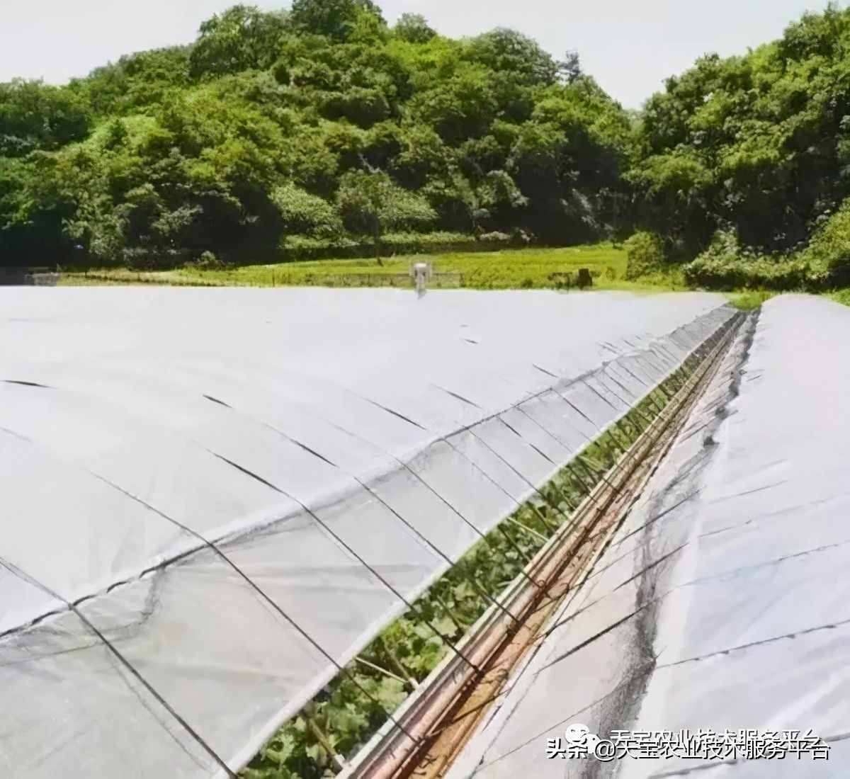 种好阳光玫瑰这些关键技术得知道