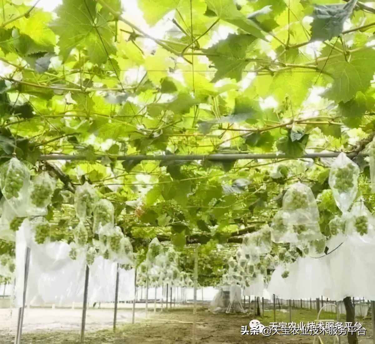 种好阳光玫瑰这些关键技术得知道