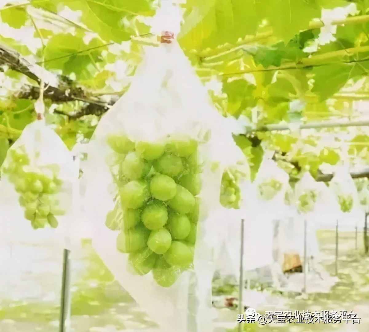 种好阳光玫瑰这些关键技术得知道