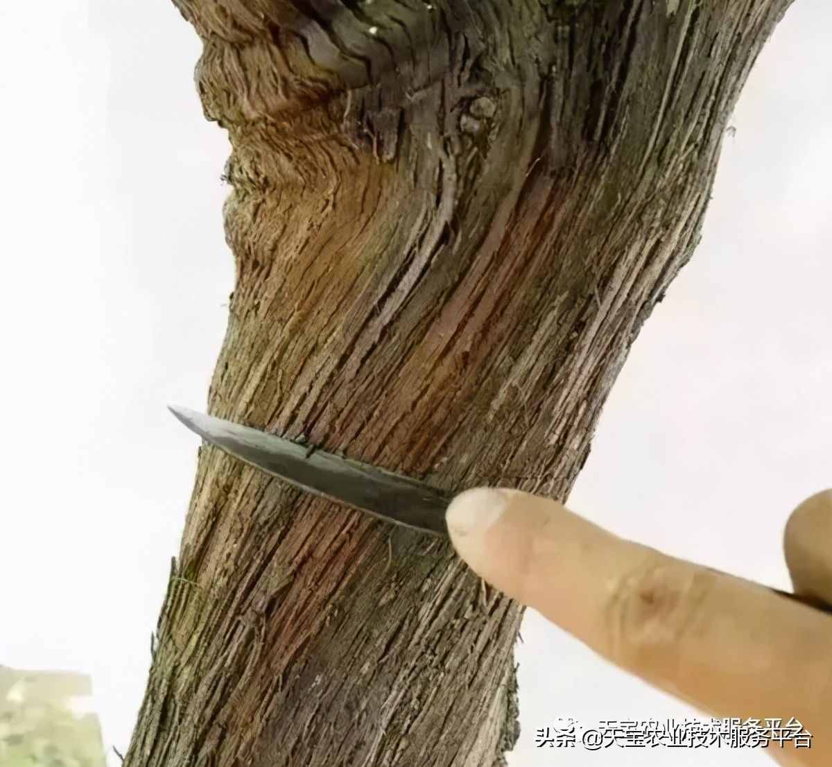 种好阳光玫瑰这些关键技术得知道