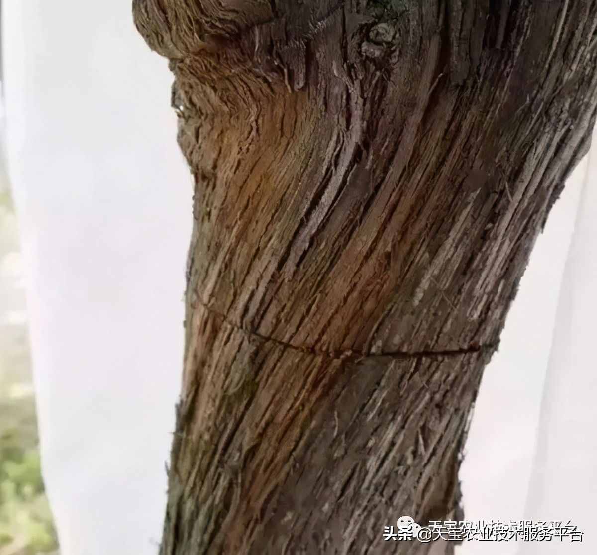 种好阳光玫瑰这些关键技术得知道