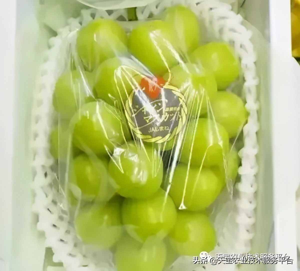 种好阳光玫瑰这些关键技术得知道
