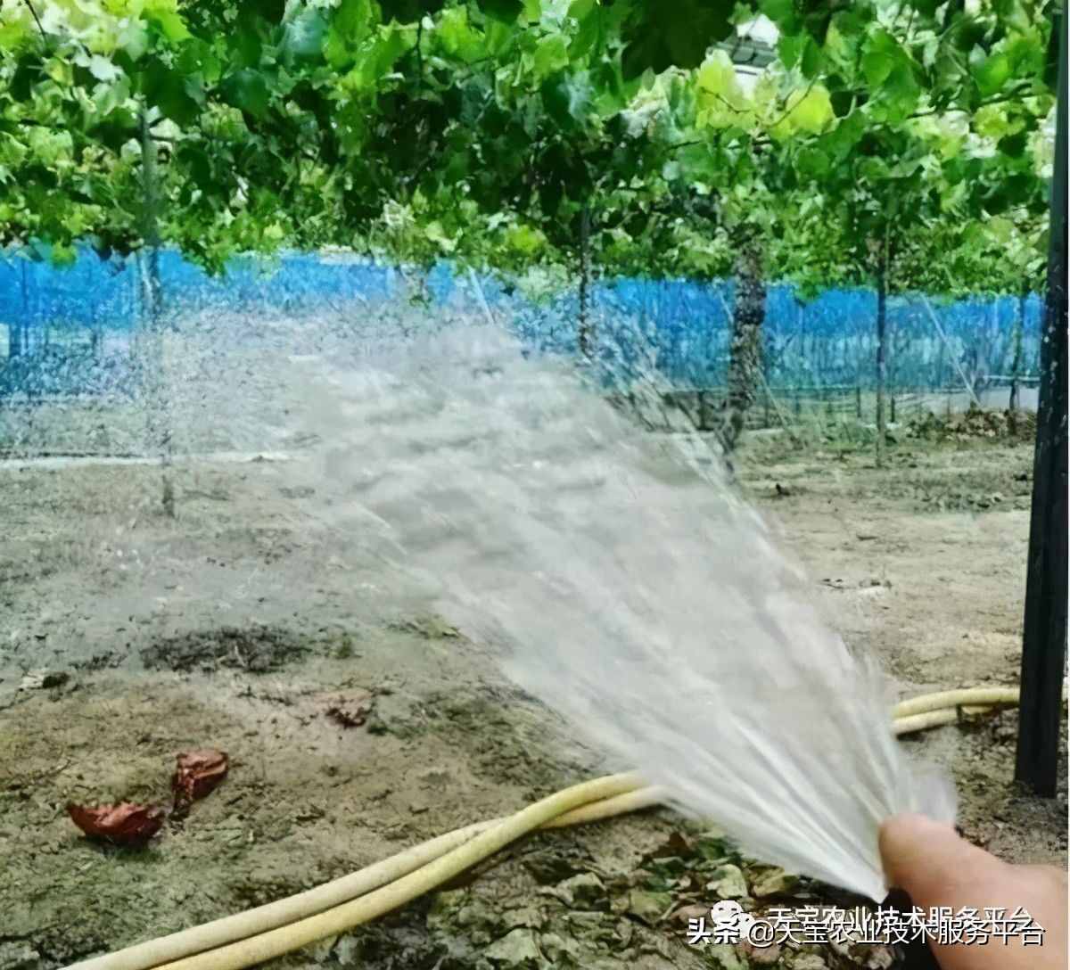 种好阳光玫瑰这些关键技术得知道