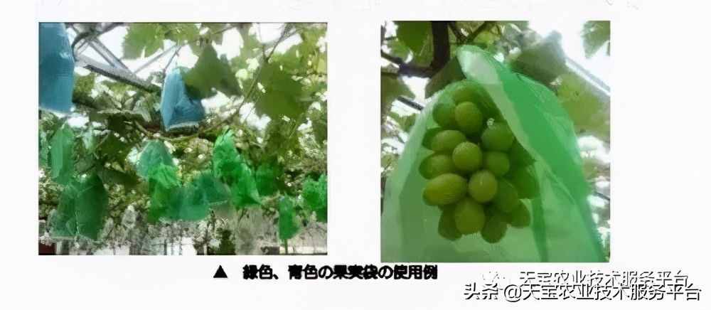 种好阳光玫瑰这些关键技术得知道