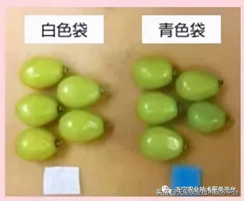 种好阳光玫瑰这些关键技术得知道