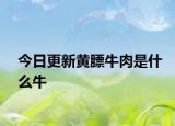 今日更新黄膘牛肉是什么牛