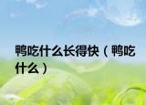 鸭吃什么长得快（鸭吃什么）