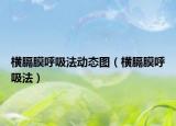 横膈膜呼吸法动态图（横膈膜呼吸法）