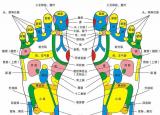 今日更新足部穴位图（足部反射区示意图）