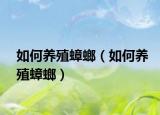 如何养殖蟑螂（如何养殖蟑螂）