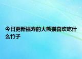 今日更新福寿的大熊猫喜欢吃什么竹子