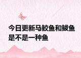 今日更新马鲛鱼和鲅鱼是不是一种鱼