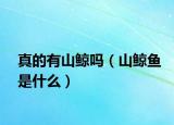真的有山鲸吗（山鲸鱼是什么）