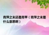青萍之末还是青苹（青萍之末是什么意思啊）