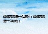 蟑螂恶霸是什么品种（蟑螂恶霸是什么动物）