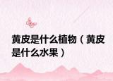 黄皮是什么植物（黄皮是什么水果）