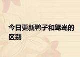今日更新鸭子和鸳鸯的区别