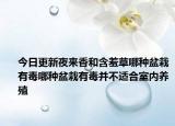 今日更新夜来香和含羞草哪种盆栽有毒哪种盆栽有毒并不适合室内养殖