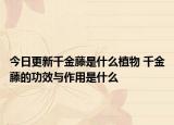 今日更新千金藤是什么植物 千金藤的功效与作用是什么