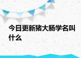 今日更新猪大肠学名叫什么