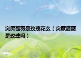 突厥蔷薇是玫瑰花么（突厥蔷薇是玫瑰吗）
