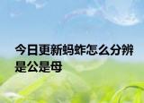 今日更新蚂蚱怎么分辨是公是母