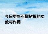今日更新石榴树根的功效与作用