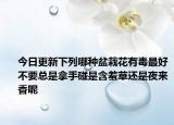 今日更新下列哪种盆栽花有毒最好不要总是拿手碰是含羞草还是夜来香呢