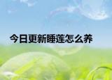今日更新睡莲怎么养