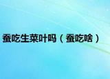 蚕吃生菜叶吗（蚕吃啥）