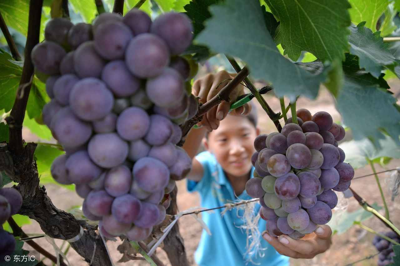 种植葡萄什么品种好？长得虽像，口味不同，这些葡萄你都认识嘛？
