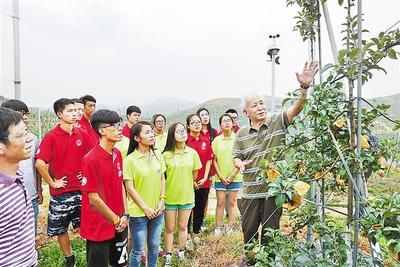 河北苹果的身世之谜