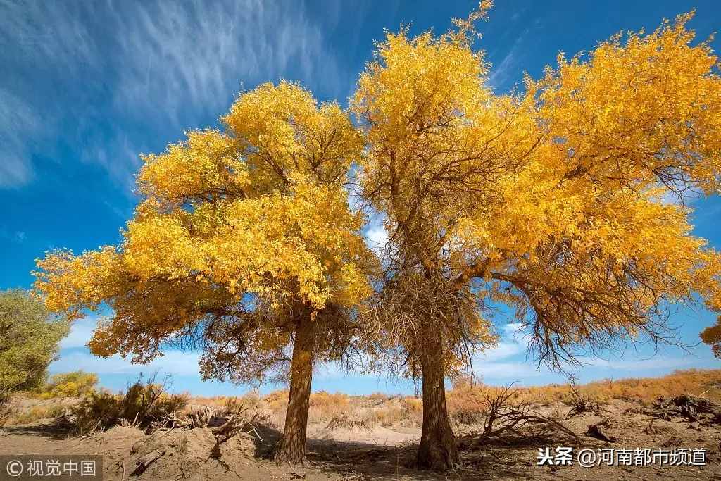 这对恋人躲在荒漠40年，妻子去世后他做了一个决定，感动数人……