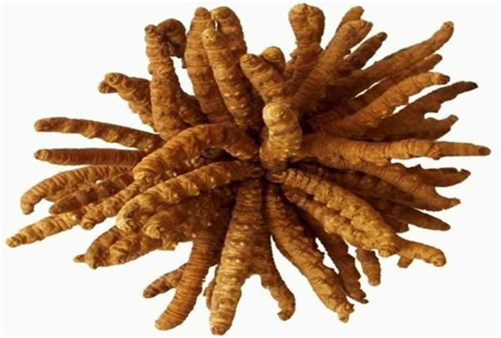 全功能酿酒设备-冬虫夏草保健酒泡酒配方大全