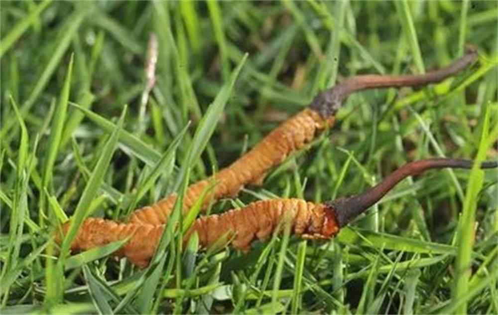 全功能酿酒设备-冬虫夏草保健酒泡酒配方大全