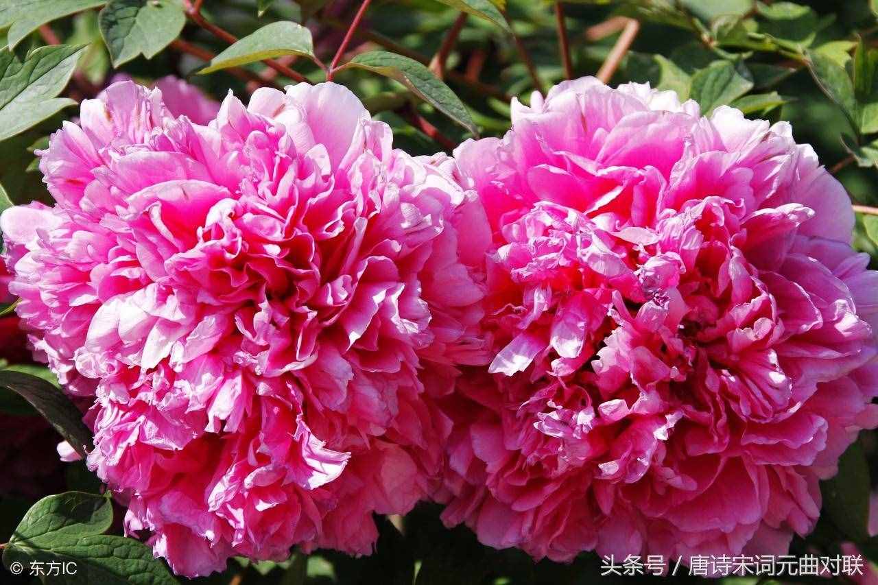 上联：牡丹花开逢盛世；求下联