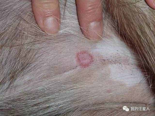 狗狗得了真菌性皮肤病该怎么办？