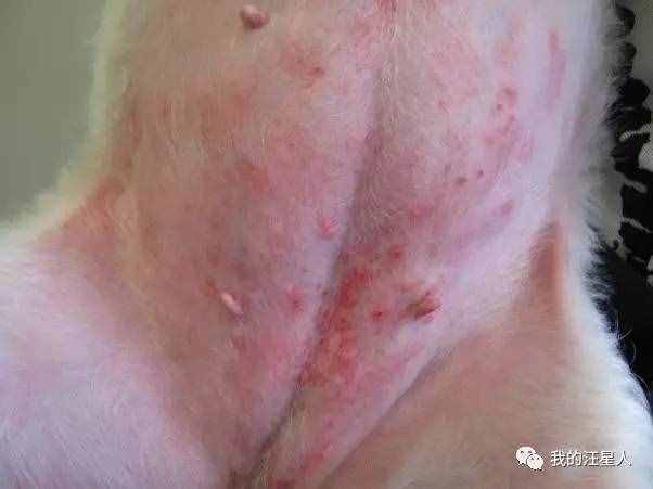 狗狗得了真菌性皮肤病该怎么办？