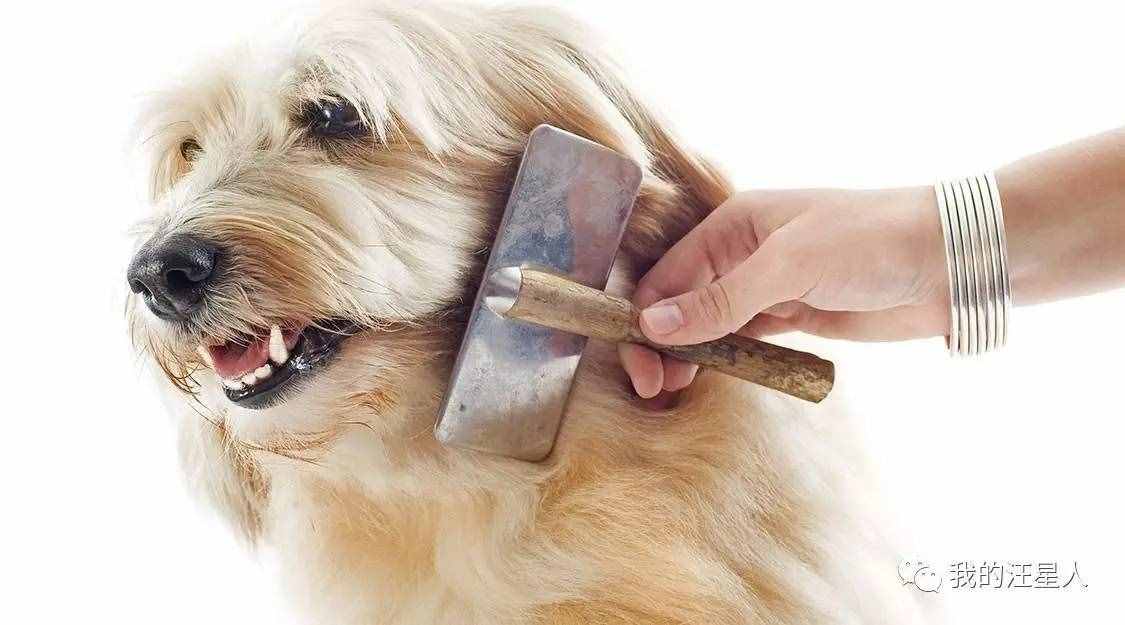 狗狗得了真菌性皮肤病该怎么办？