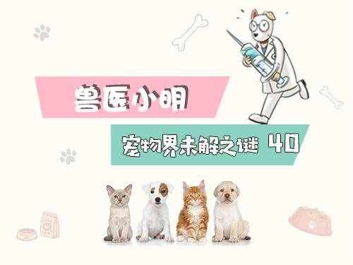 辟谣！柯基有必要断尾吗？断尾的出发点真的是为了狗狗好吗？