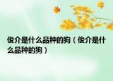 俊介是什么品种的狗（俊介是什么品种的狗）