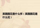 英国国花是什么样（英国国花是什么花）