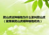 爬山虎这种植物为什么要叫爬山虎（猪笼草爬山虎哪种植物吃肉）